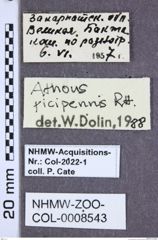 Etiketten zu Athous picipennis (NHMW-ZOO-COL-0008543)